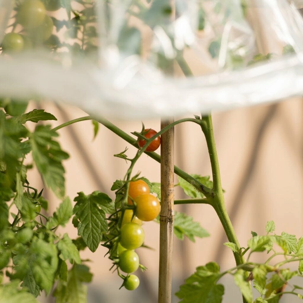 Windhager Tomaten-Folienschlauch