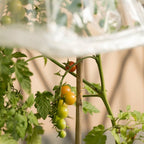 Windhager Tomaten-Folienschlauch