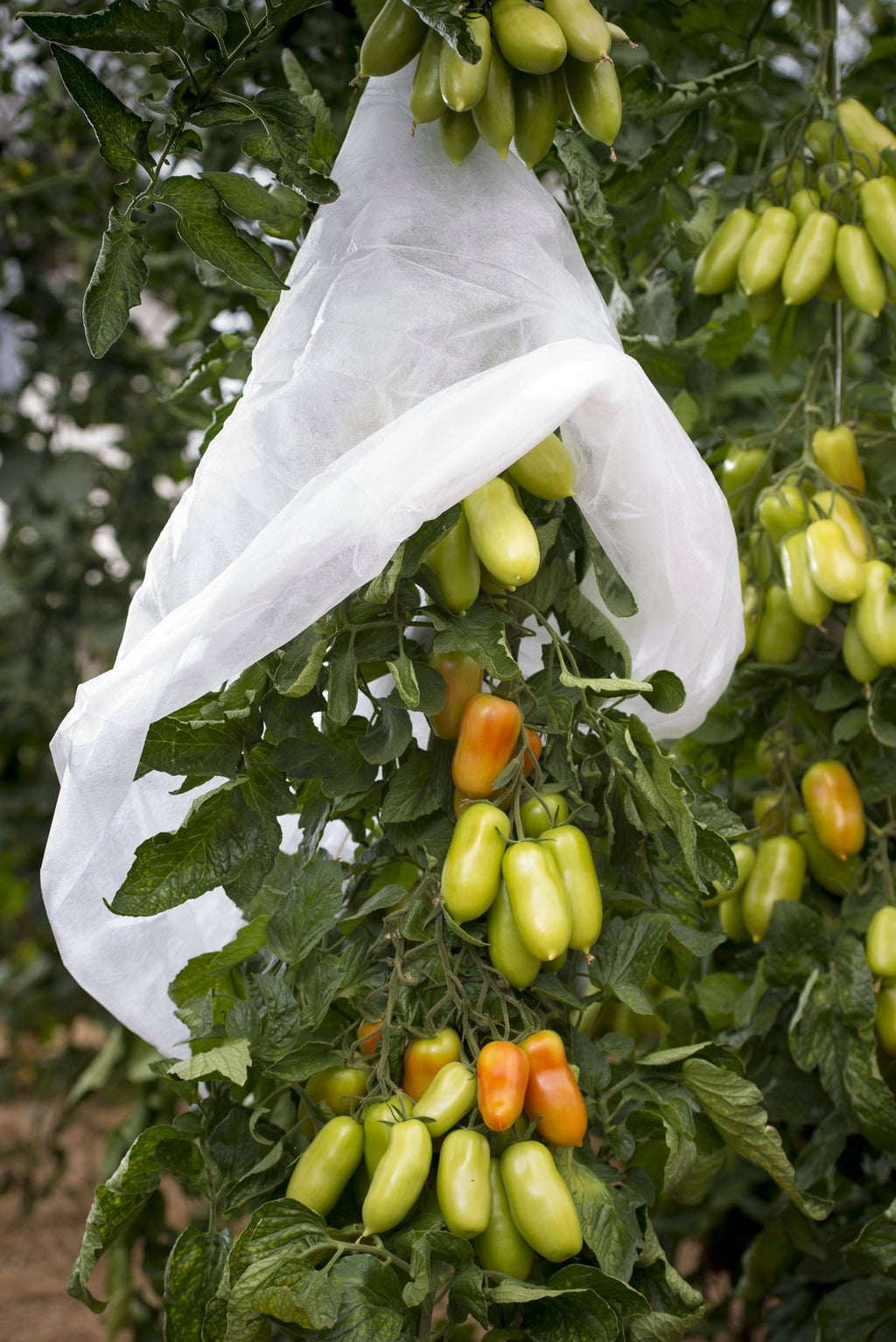 Windhager Tomaten-Vliesschlauch