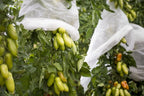 Windhager Tomaten-Vliesschlauch Supergrow