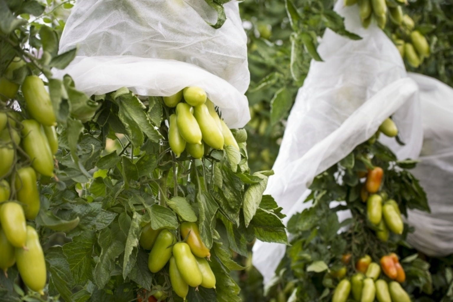 Windhager Tomaten-Vliesschlauch Supergrow
