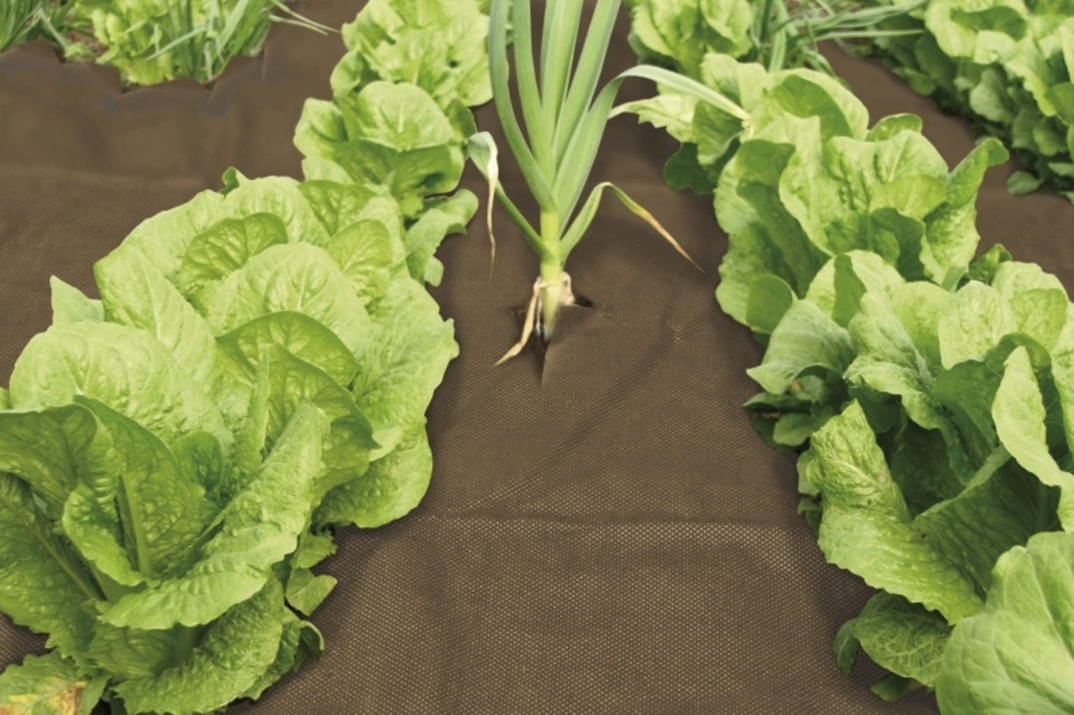 Windhager Unkraut Vlies Premium